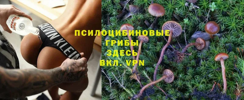 цены   Ртищево  Галлюциногенные грибы Psilocybine cubensis 